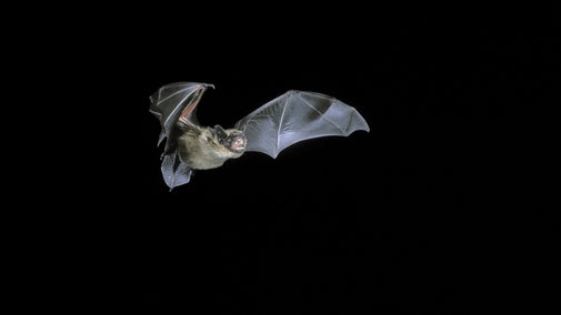 Serotine bat in flight